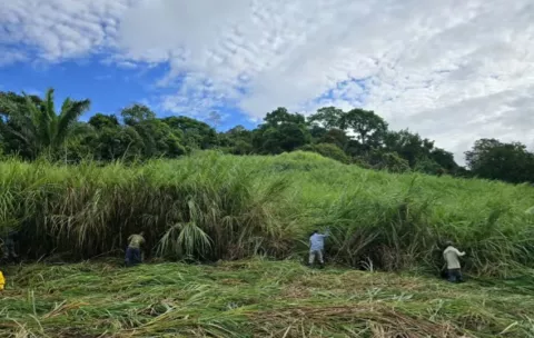 Paja canalera: Un experimento descontrolado con alto precio