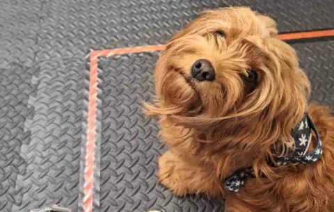 Perros se vuelven más negativos al oler el estrés humano