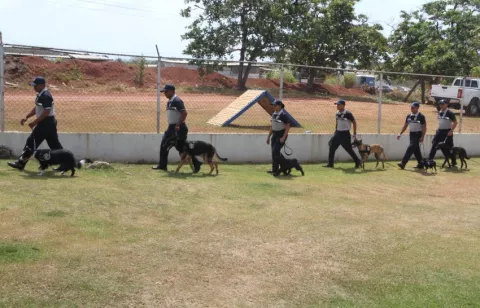 Establecerán un centro único de criadero de perros policiales
