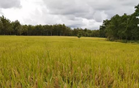 Auditarán hectáreas producidas y cantidad de arroz que hay en los silos