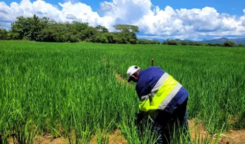 ¿Quién es el responsable de la calidad del arroz? 