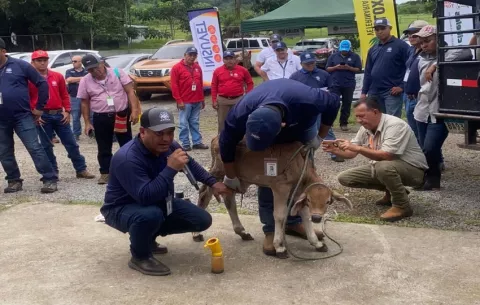Más de 200 ganaderos de Chiriquí se capacitan en el control del gusano barrenador del ganado