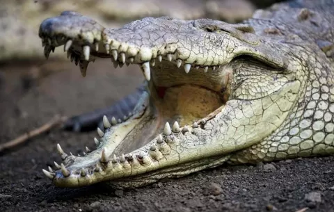 Hombre muere en el río Mamoní, tras ataque de cocodrilo