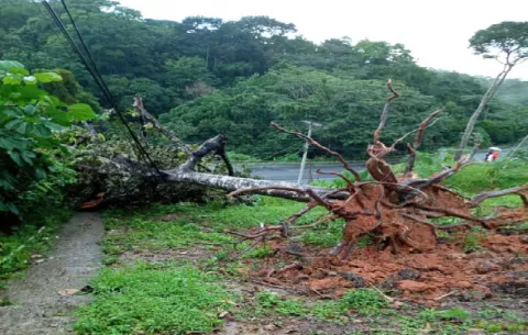 Árboles caídos, voladura de techos e inundaciones por feroz lluvia