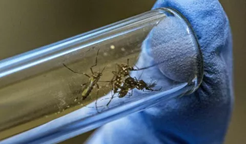 Innovación es clave para frenar avance del dengue 