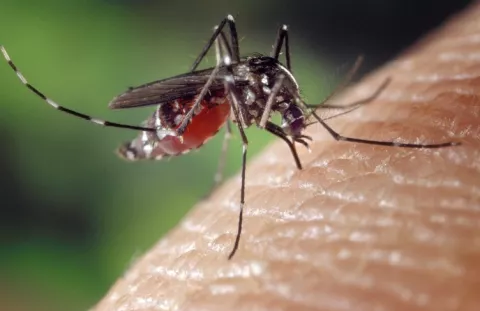 Minsa reporta 11,815 casos de dengue en el país