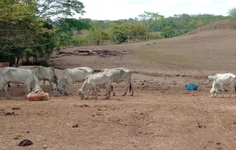Preocupación en el sector ganadero por aumento del hurto pecuario