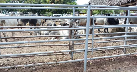 Promueven medidas para erradicar el cuatrerismo en La Chorrera