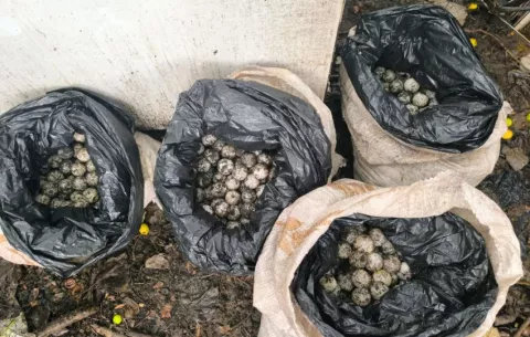  Participación ciudadana es fundamental para preservar los ecosistemas marinos
