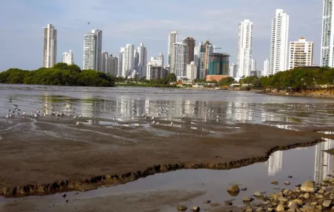 Humedales de Panamá Viejo: un ecosistema vital en medio de la ciudad