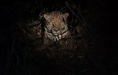 Unos 270 jaguares viven en la región este de Panamá, revela censo
