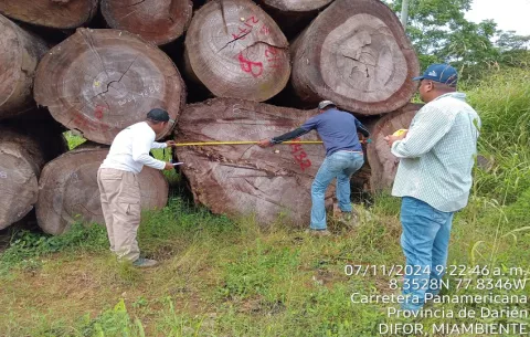 MiAmbiente desmantela red de acopio de madera ilegal en Darién