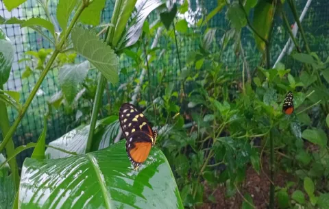 Exhibición de mariposas en el Centro Natural Punta Culebra