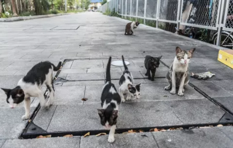 'Mascotas con Flow', iniciativa para el bienestar de los animales sin hogar