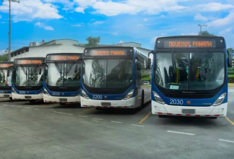 MiBus aumenta a 734 su flota de buses