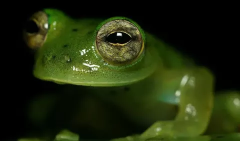 ¿Por qué es clave saber qué comen las ranas de cristal?