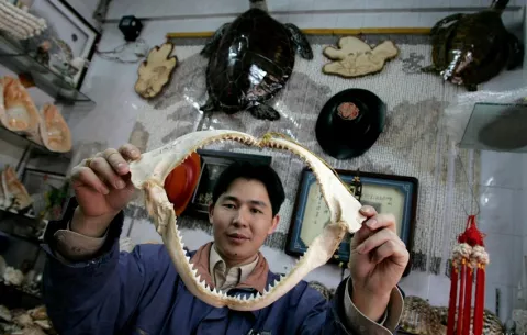 Comercio de tiburones y rayas requiere mayor supervisión