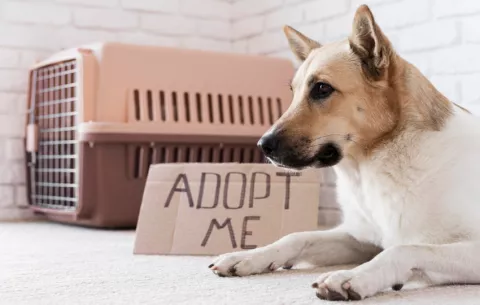 Claves para una adopción responsable de una mascota