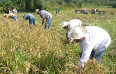  Productores de arroz piden reprogramar reunión para abordar importación 
