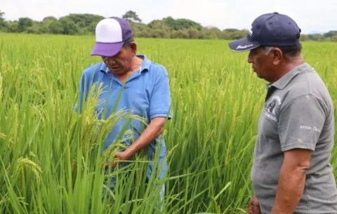Mida mantiene reunión sobre importación de arroz, pese a rechazo de productores