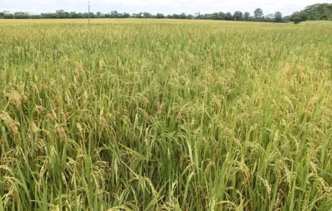 Cámara de Comercio exige investigar la asignación de subsidios al agro