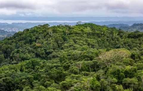 ¿Cómo podrían los bosques en regeneración ayudar a reducir las emisiones de CO2?