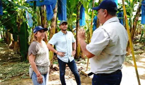 Maíz, cebolla y arroz, cultivos más afectados por el cambio climático