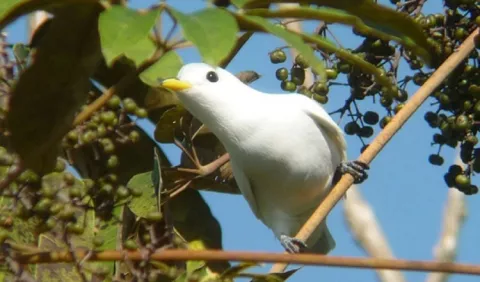 Cotinga piquiamarilla, el ave   que reta a los pajareros panameños