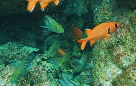 Panamá avanza en la protección de la biodiversidad marina