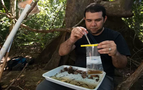 ¿Cuán eficientes son los insecticidas en aniquilar el vector del dengue?