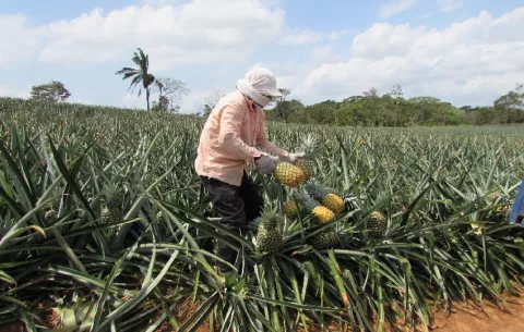 Investigarán niveles de agroquímicos en ríos cercanos a plantaciones de piña