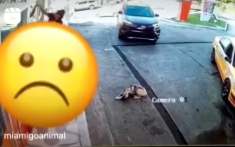 Arraiján: ubican a conductora que atropelló a un perro en una estación de combustible