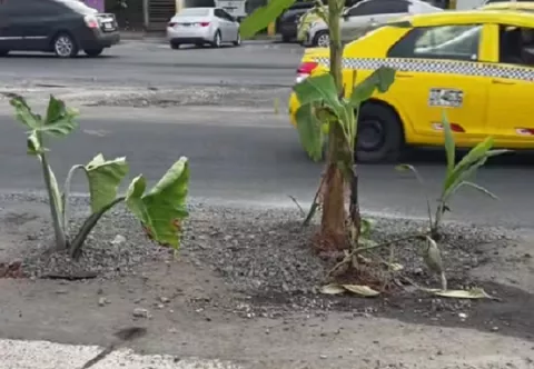  Taxistas y moradores siembran plantas en huecos de la calle  en Colón