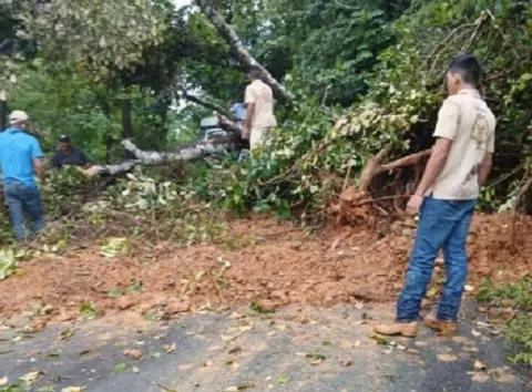 Árboles caídos y casas afectadas por las fuertes lluvias del fin de semana en Chiriquí