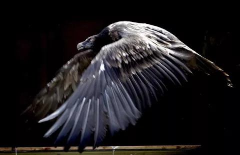 ¿Cuál es el impacto en la naturaleza de la extinción de 1.300 aves en 200 años?