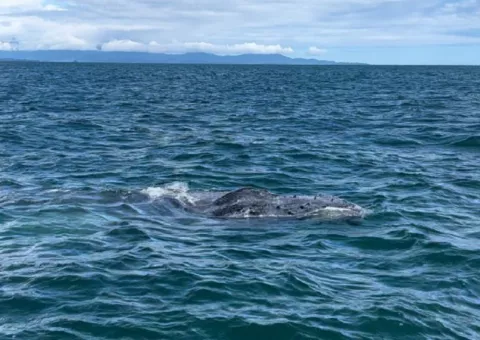Inician rescate de ballena atrapada en trasmallo  en costa sur de Veraguas 