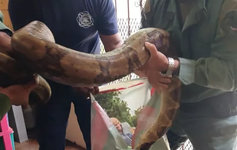 Boas y zarigüeyas, los animales que más ha rescatado la Policía Ambiental este año