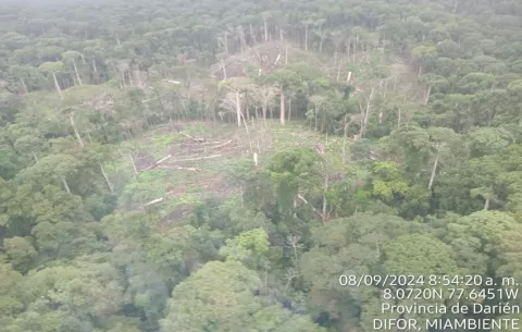 Suspenden permisos forestales en las comarcas Emberá Wounaan y Wargandí 