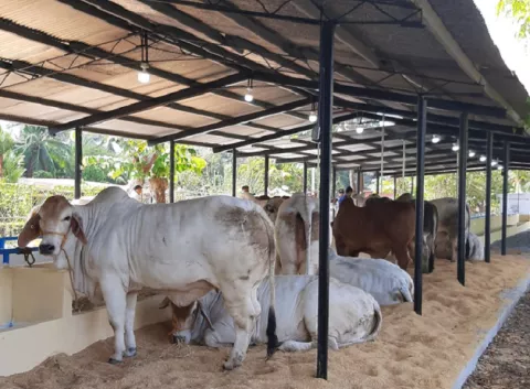 Productores piden mantener programa escolar que brinda vaso de leche a los  estudiantes 