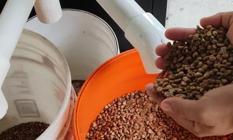 Arranca la zafra de café Robusta 2024 una esperanza para los productores en Capira