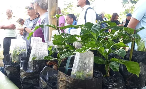 Se inicia proyecto de clonación de café en Panamá Oeste