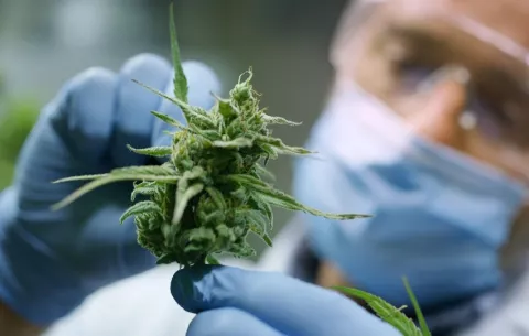 Panamá tiene grandes oportunidades en la industria del cannabis medicinal