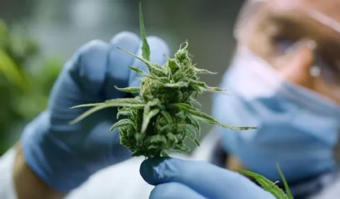 Ministro de Salud anunció que a partir de noviembre se implementará uso medicinal del cannabis