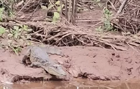 Investigarán supuesto delito contra la fauna silvestre en Colón 