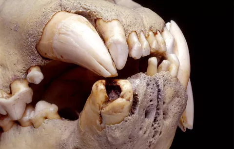 Leones del pasado tenían una dieta rica en humanos