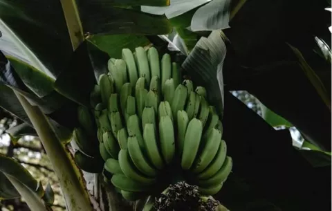 Exportación de banano alcanza $88.1 millones