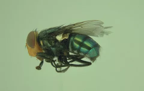  Impacto del gusano barrenador provocaría pérdidas multimillonarias en Centroamérica