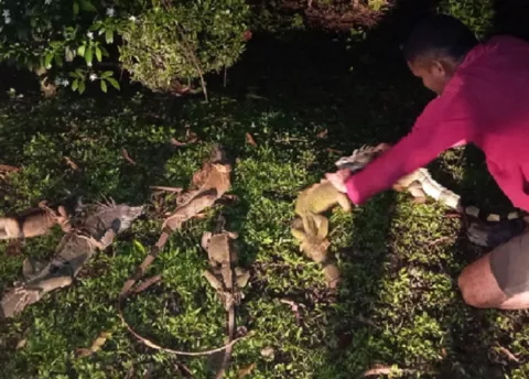 Decomisan 10 iguanas verdes en área protegida del Parque Nacional Portobelo 