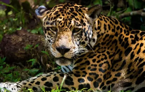 Rugido de los jaguares de Panamá resuena en la Cumbre de la Biodiversidad