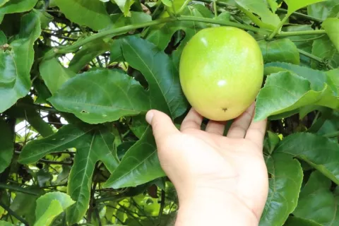 Finca modelo produce maracuyá orgánico en Panamá Oeste 